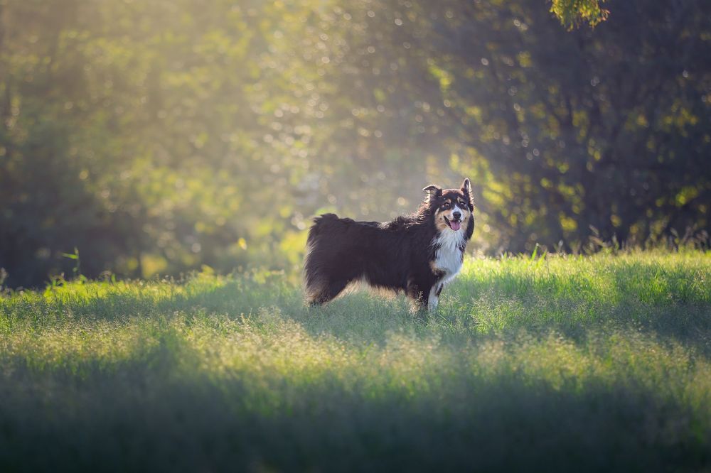 A majestic husky dog stands in a sunlit meadow with golden bokeh background and morning mist.