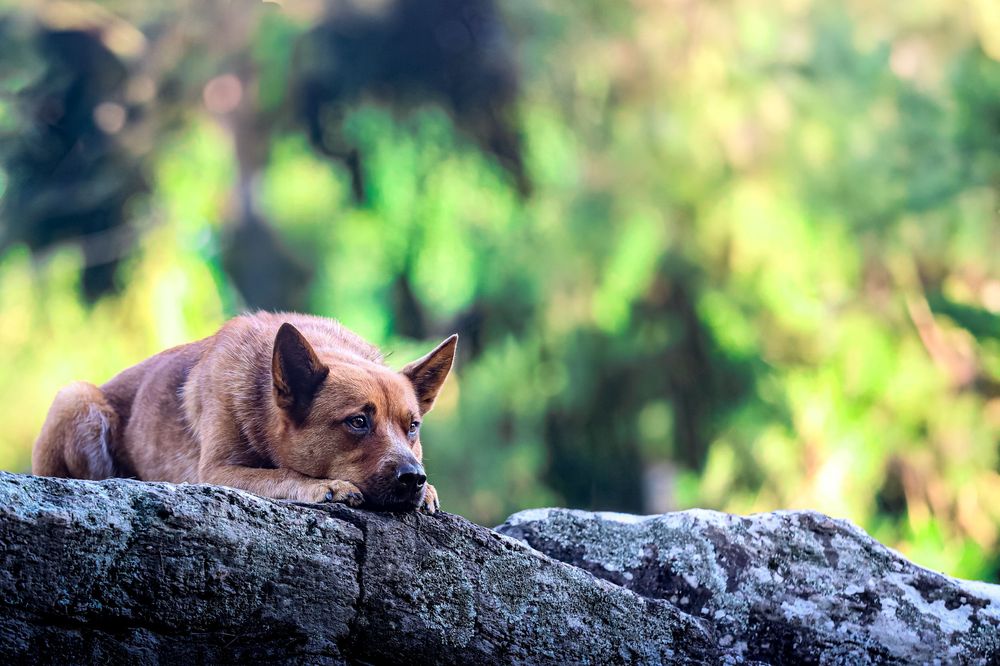 Australian cattle dog resting on a large rock with a blurred green natural background.