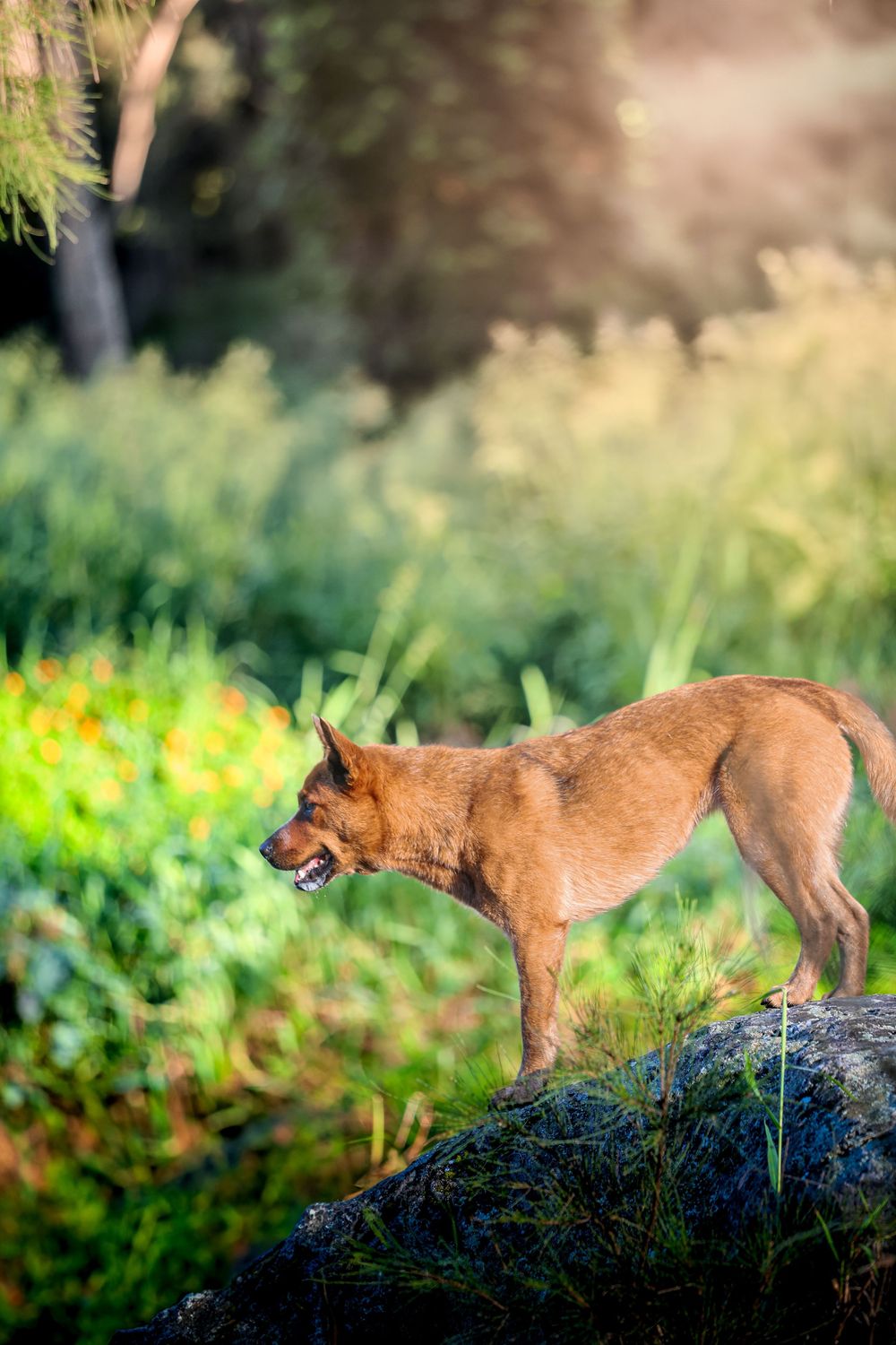 A brown dog stands alert on a mossy rock in a lush green garden setting with soft sunlit background.