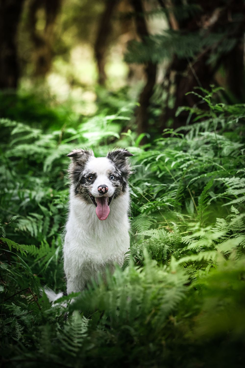 Happy Border Collie dog with black and white fur sitting among lush green ferns in a magical forest setting.