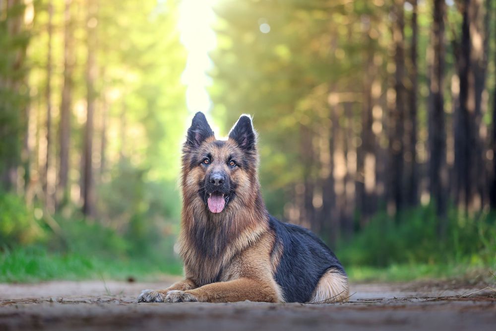 A German Shepherd dog lies down on a dirt path in a sunlit forest with blurred green trees in the background.
