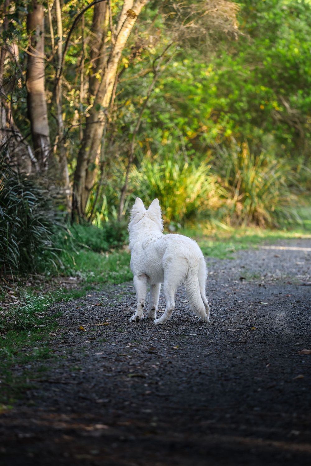 A white dog stands alertly on a dirt path through a lush forest setting during golden hour.