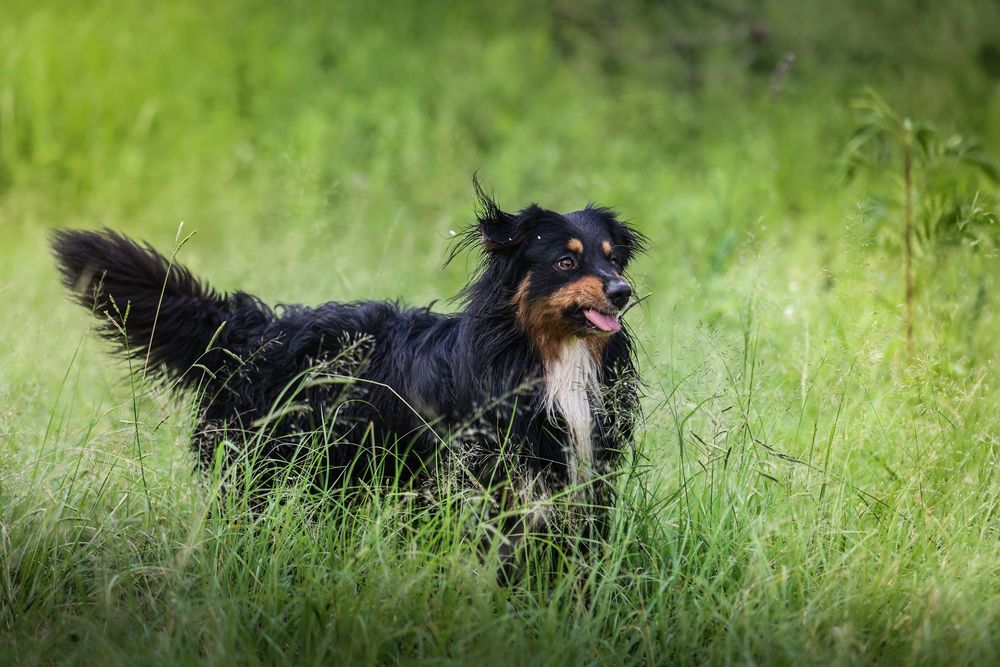 A black and white long-haired dog relaxing in tall green grass on a sunny day.