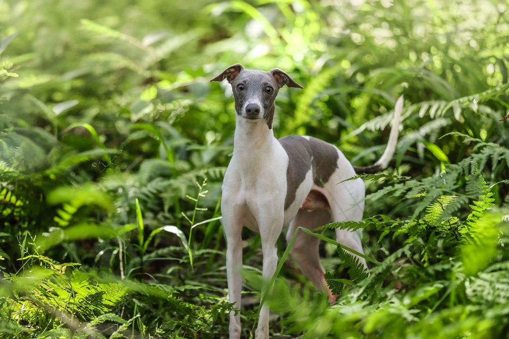 Italian greyhound dog stands alertly in lush green ferns on a bright sunny day.
