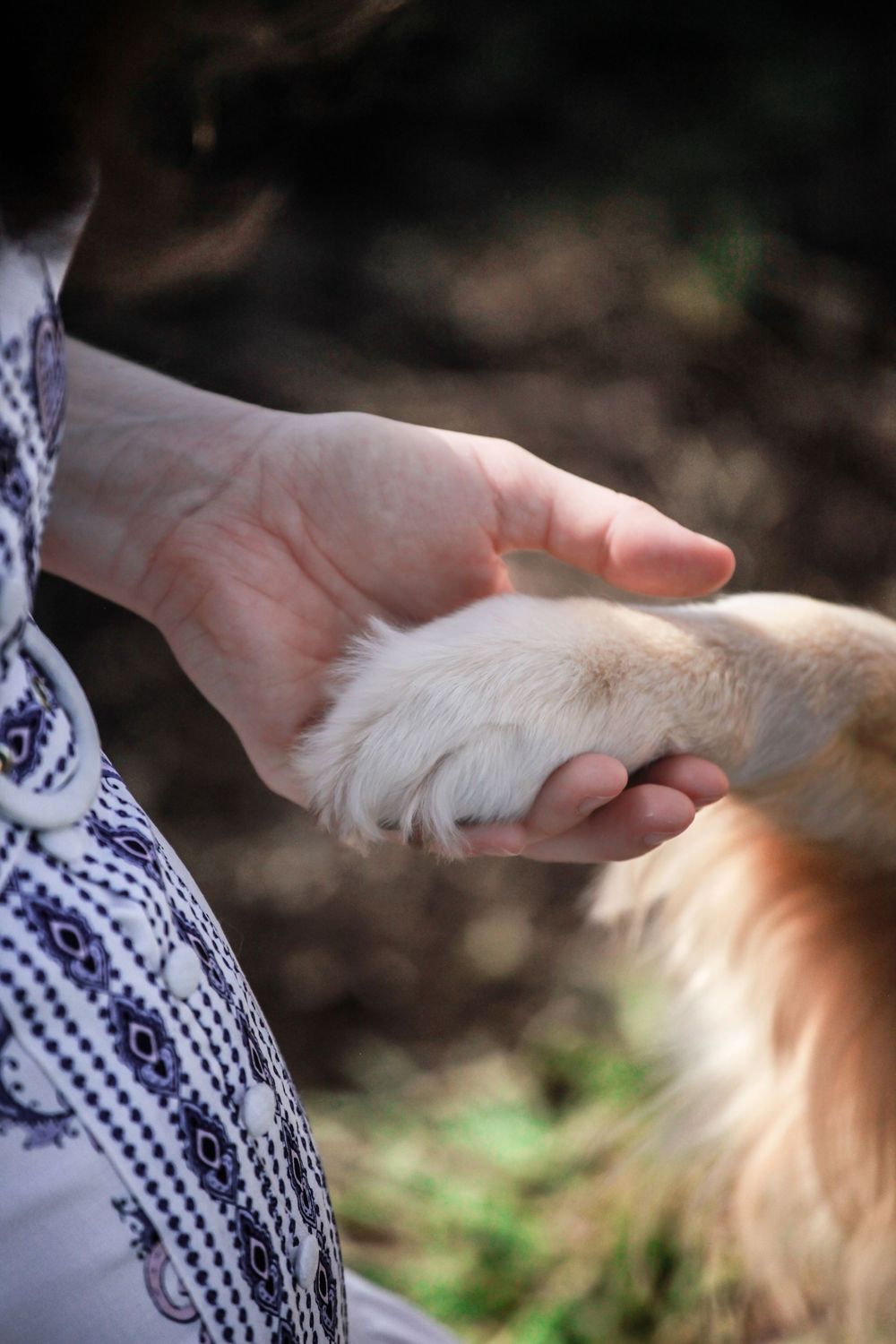 A hand gently holds a white dog's paw in a tender moment of connection outdoors amid natural scenery.