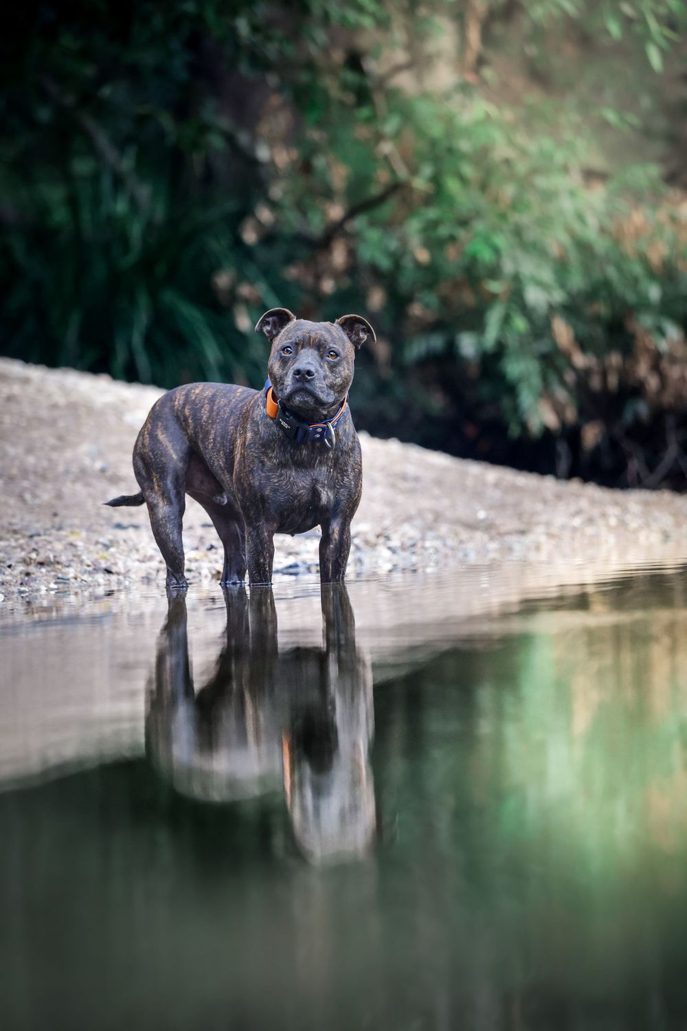 A muscular gray Staffordshire Bull Terrier stands at the edge of a pond with its reflection mirrored in the still water.