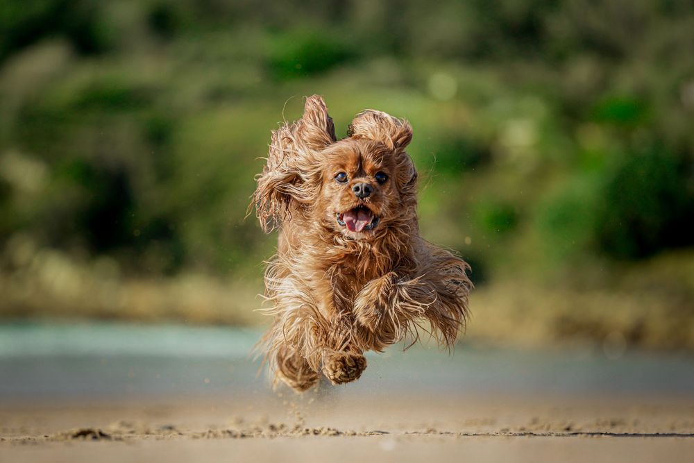 A small brown dog jumping playfully on the beach with windswept fur against a blurred natural background.