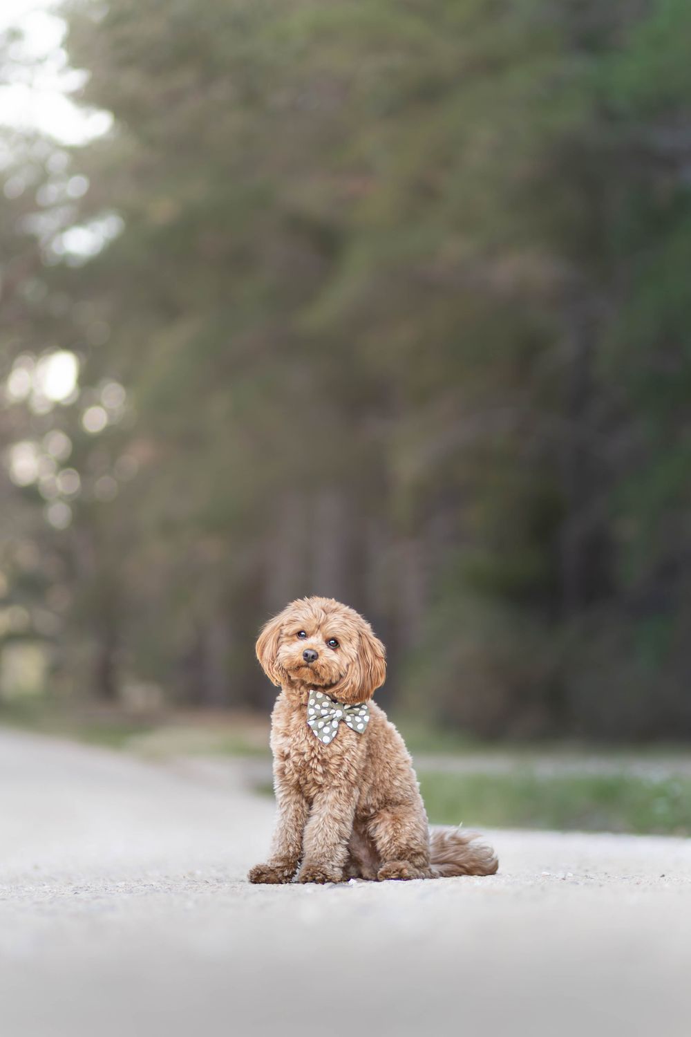 Fluffy apricot poodle wearing a bow tie sitting on a road surrounded by trees.