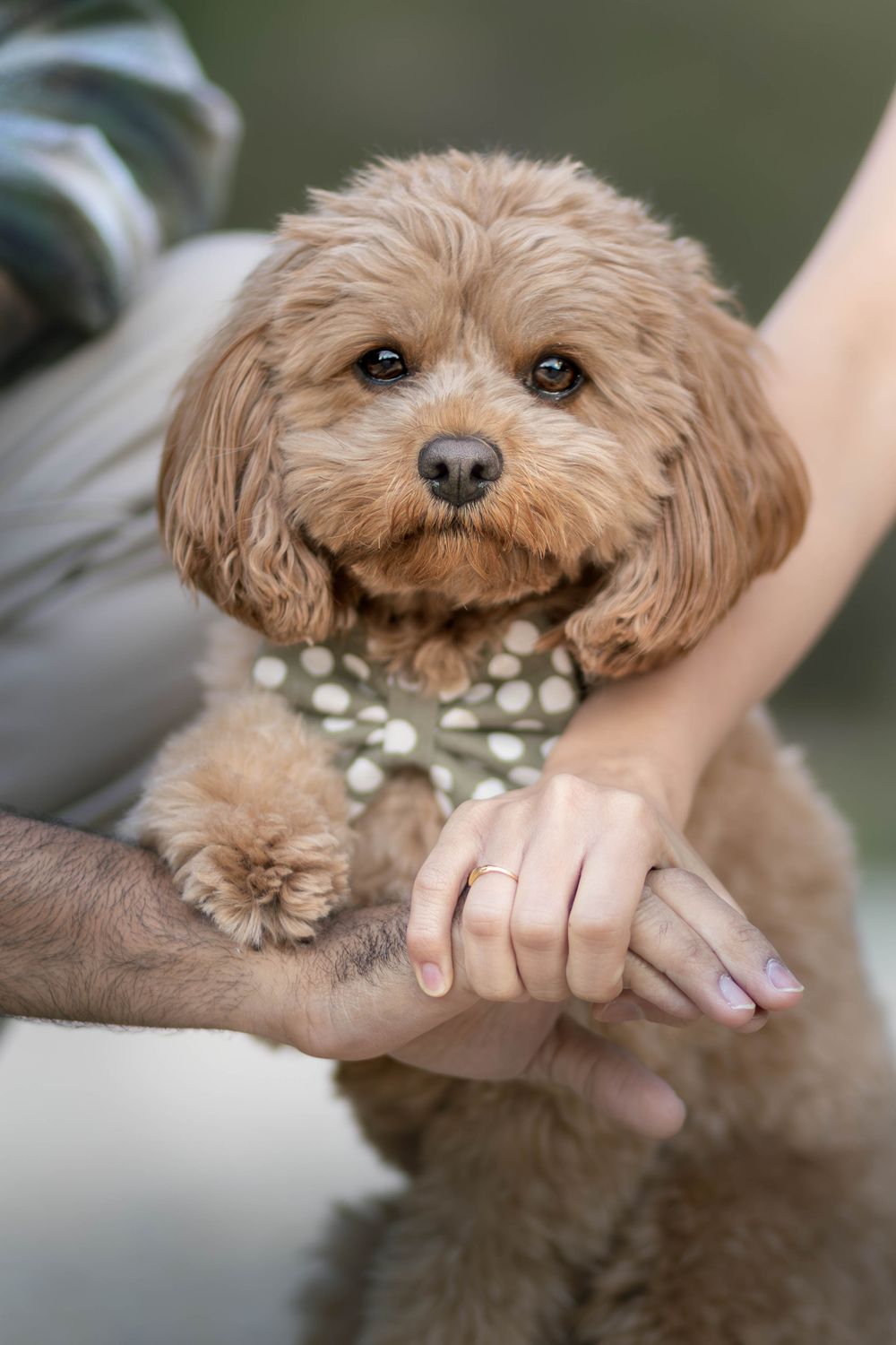 A fluffy brown cavapoo puppy wearing a polka dot bow tie, held by a couple whose hands are intertwined.