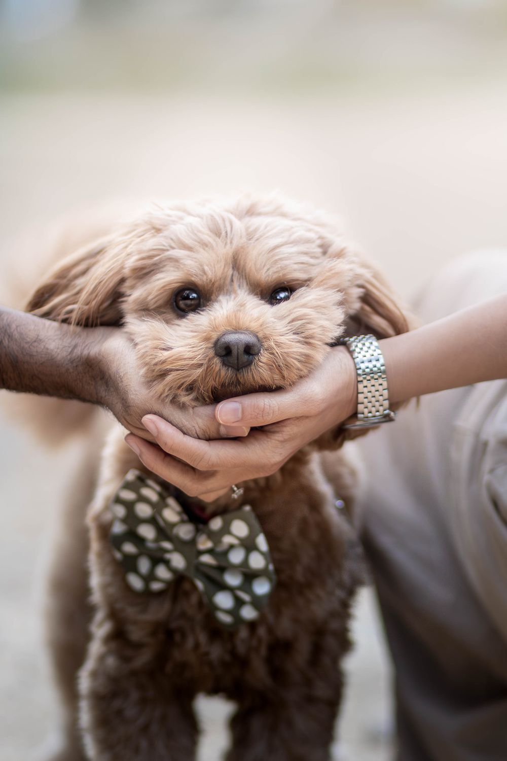 Cute fluffy brown poodle mix wearing a polka dot bow tie with face gently held by two hands outdoors.