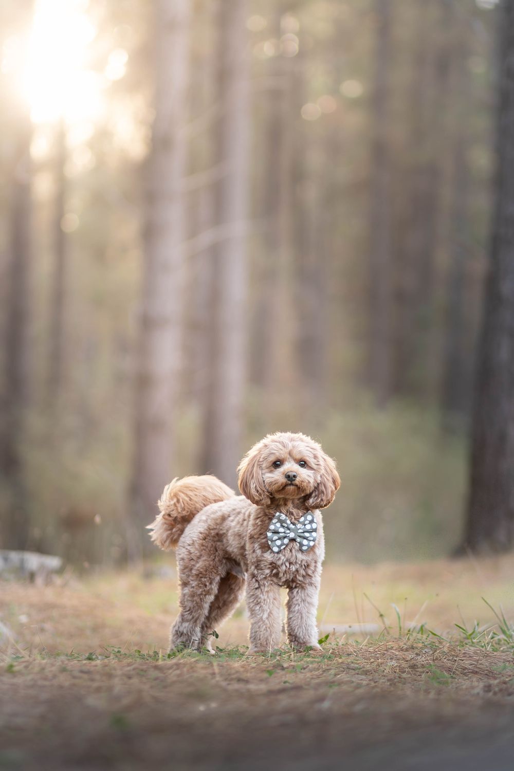 Adorable fluffy brown poodle wearing a bow tie standing in a sunlit forest with tall pine trees.