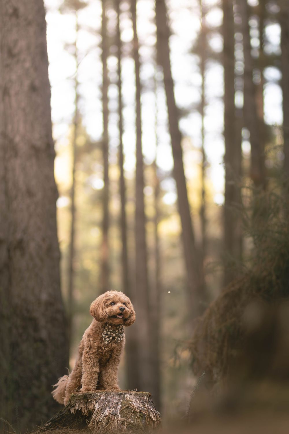A fluffy brown Labradoodle sits on a tree stump in a sunlit pine forest, posing elegantly amid tall trees.