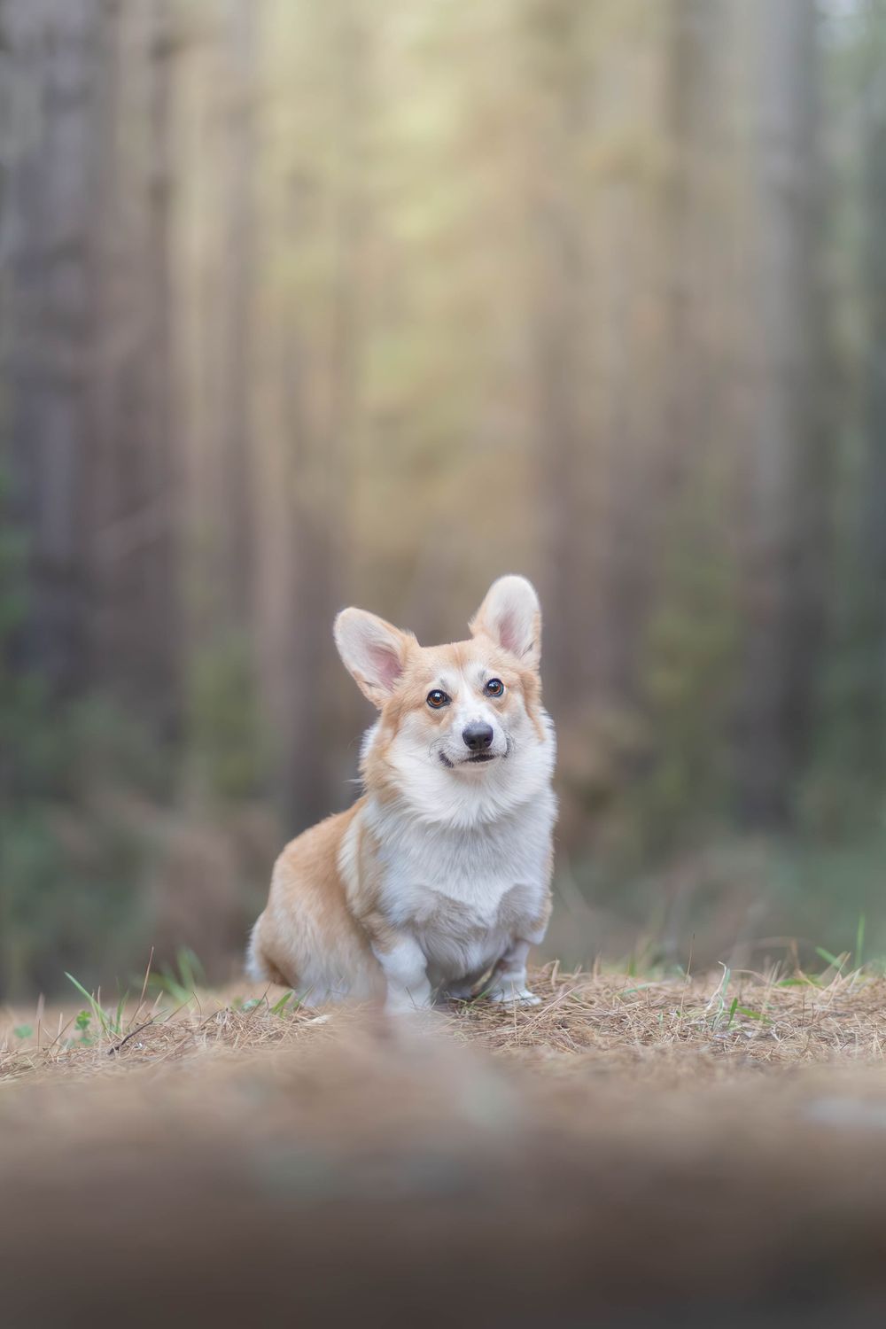 A cute Pembroke Welsh Corgi dog sitting attentively in a sunlit forest with tall pine trees in the background.