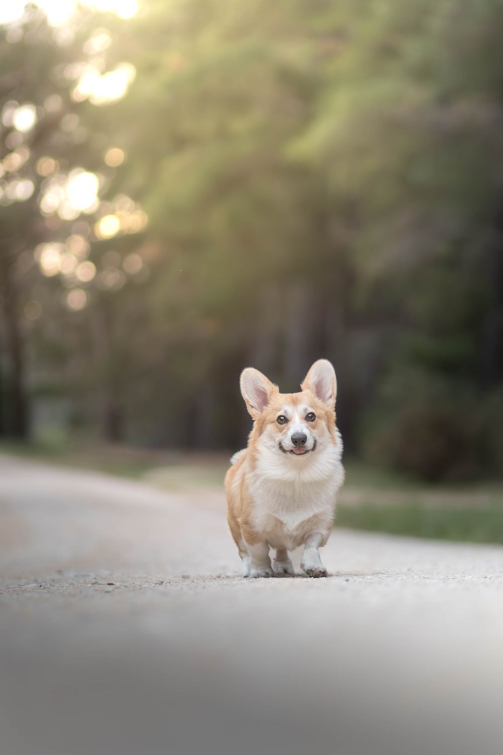 A happy Corgi dog trotting down a sunlit forest road with bokeh trees in the background.