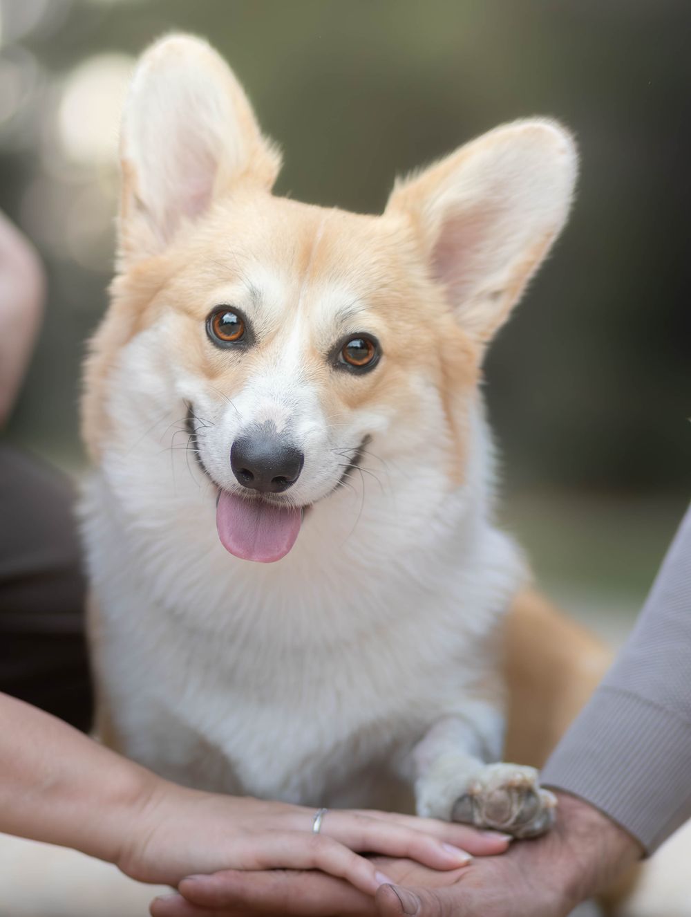 A happy Corgi dog with tongue out sits between two people holding its paw, outdoors in soft natural light.