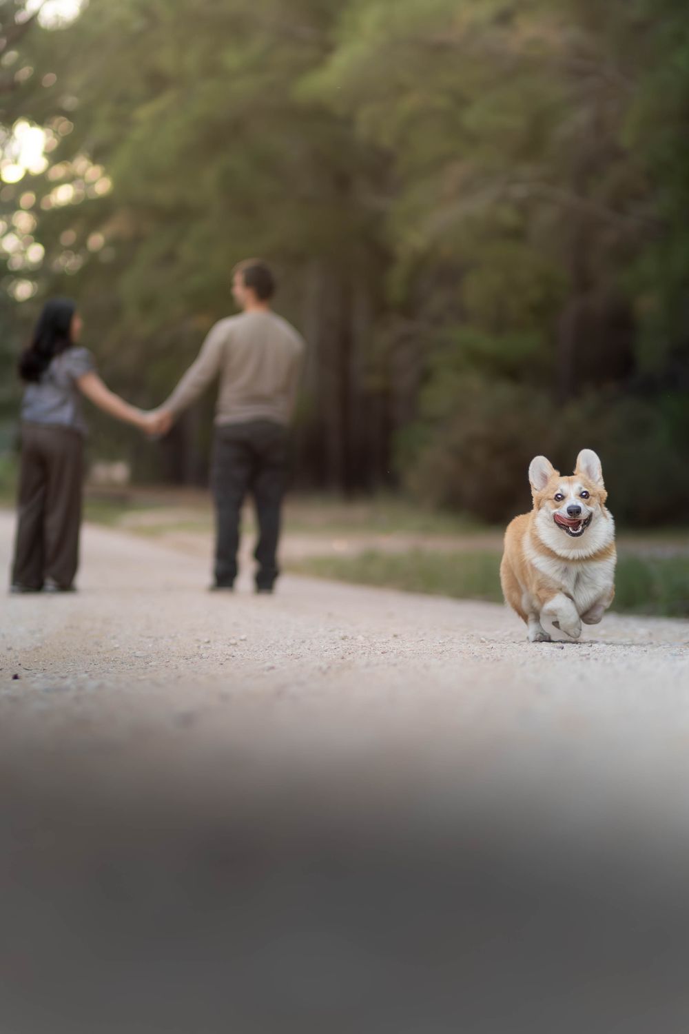 A happy Corgi runs toward the camera on a forest path as a couple holds hands in the blurred background.