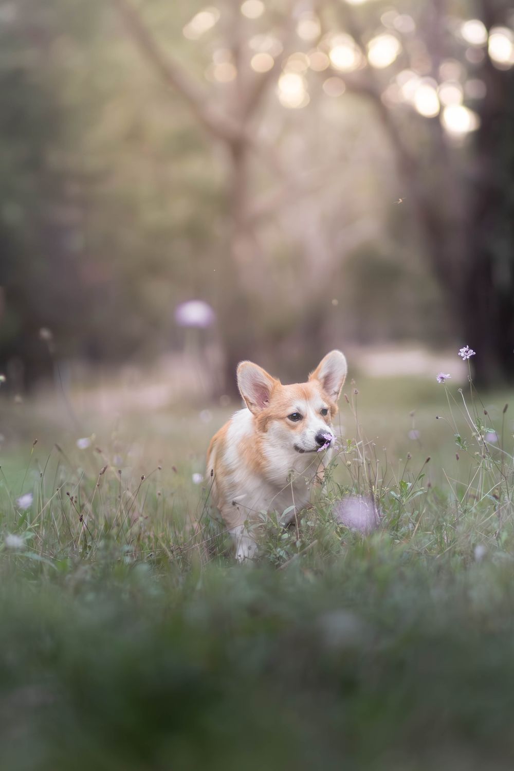 A fluffy Corgi dog sitting in a lush green meadow with wildflowers, bathed in soft golden sunlight filtering through trees.