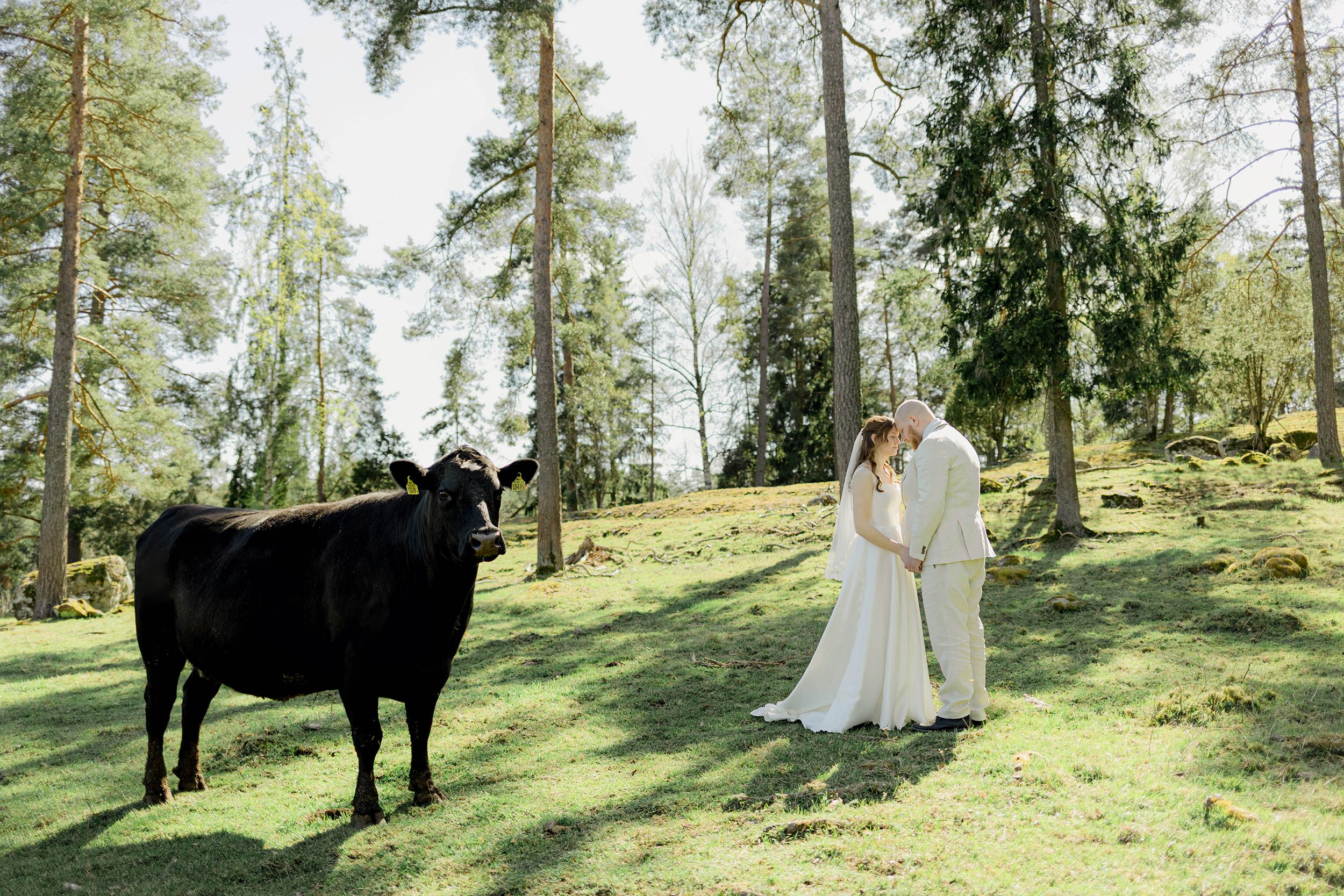 Johan och Alice bröllop i Mellösa kyrka och bröllopsfest i Vadsbro-Blacksta. Bröllopsfotograf Rebecca Nordin. Brudparet med ko.
