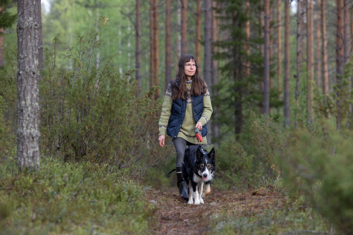 Woman walking a border collie dog on a forest trail surrounded by tall pine trees.