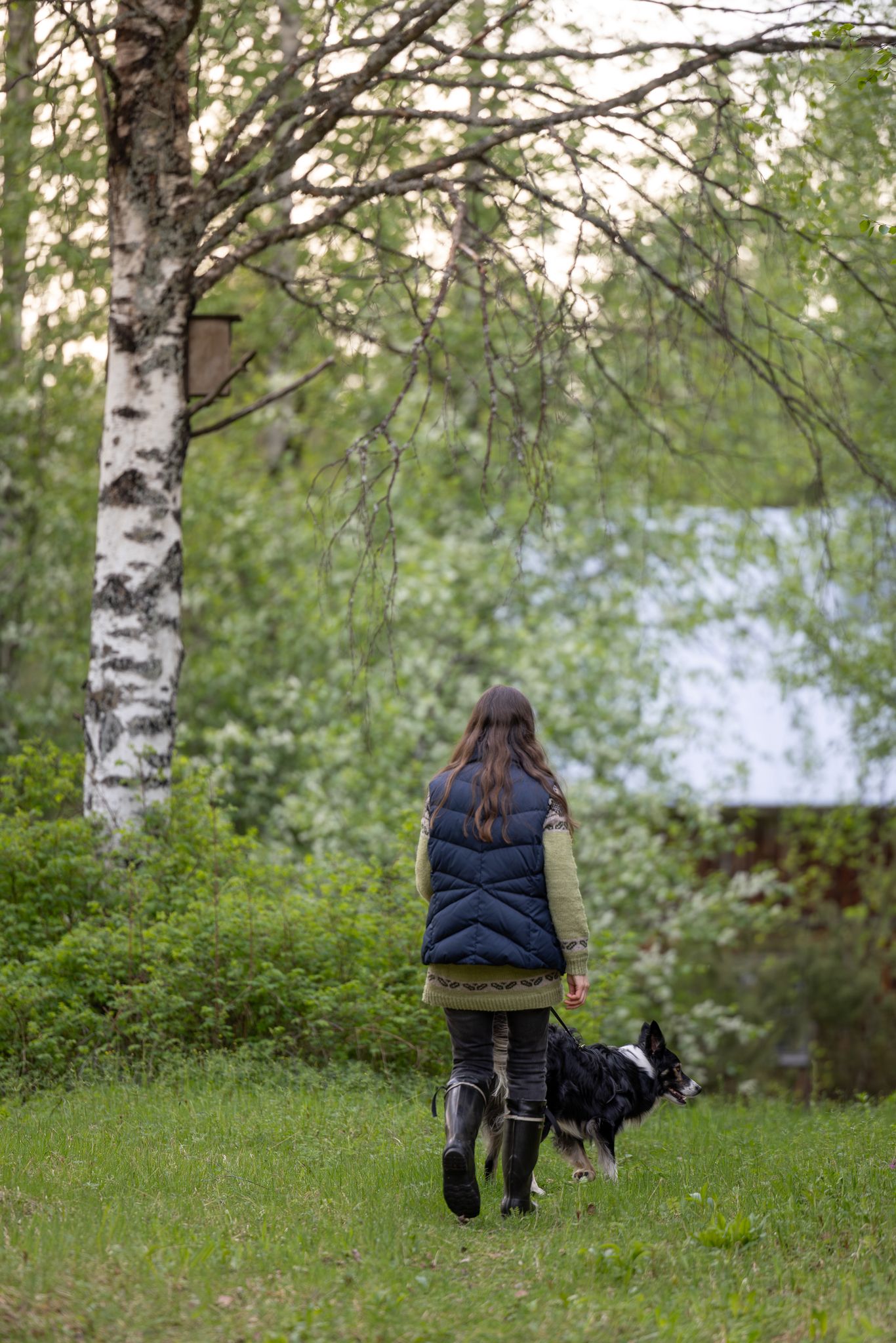 A young woman in a blue vest walks her black and white Border Collie dog through a lush green forest.