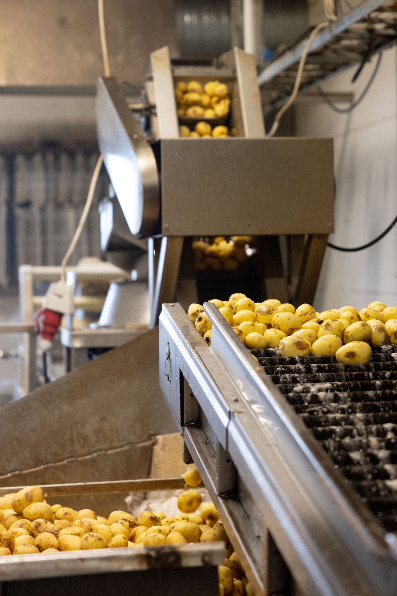 Yellow fruits on an industrial conveyor belt in a food processing facility.
