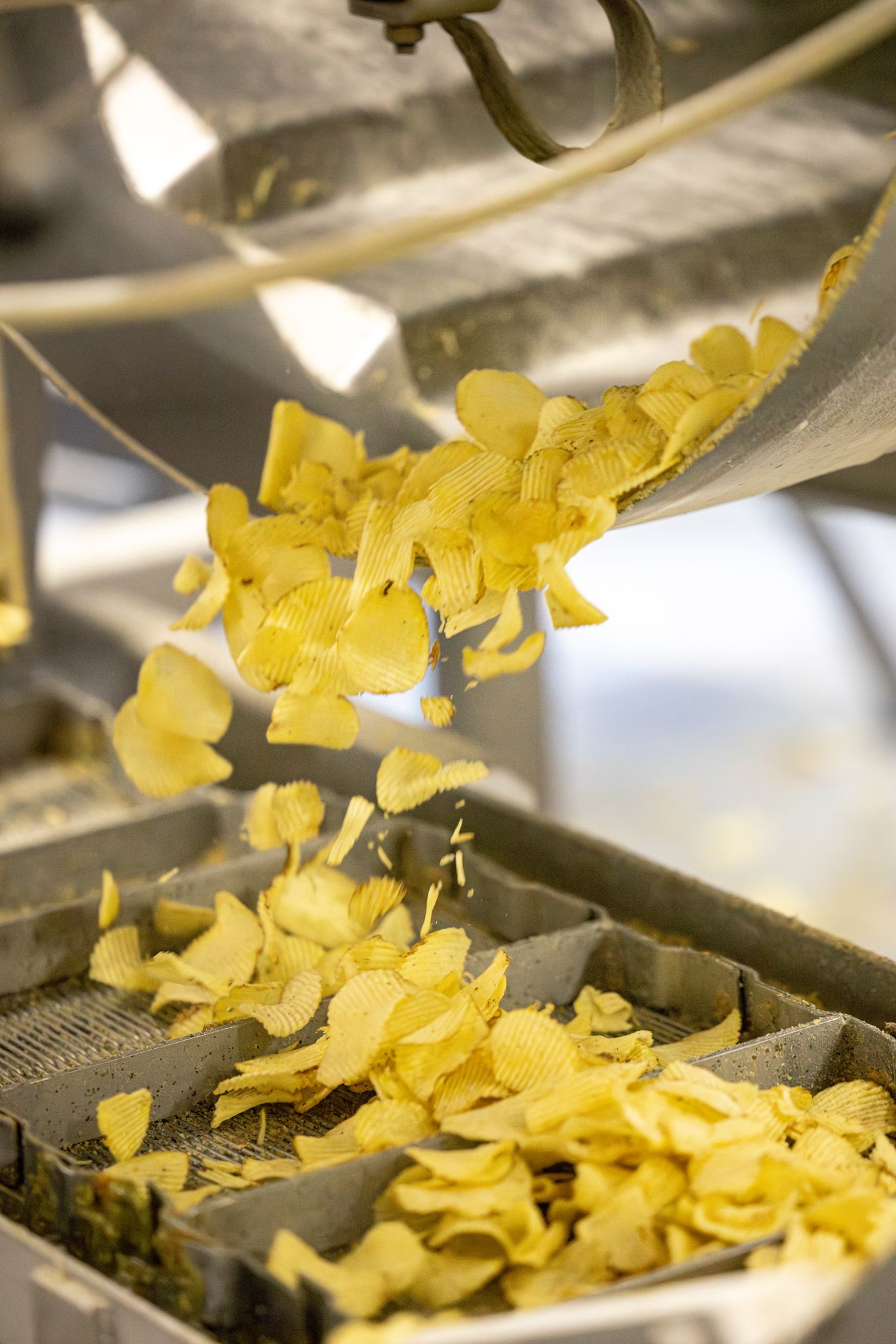 Potato chips falling onto a conveyor belt in a food manufacturing factory production line.
