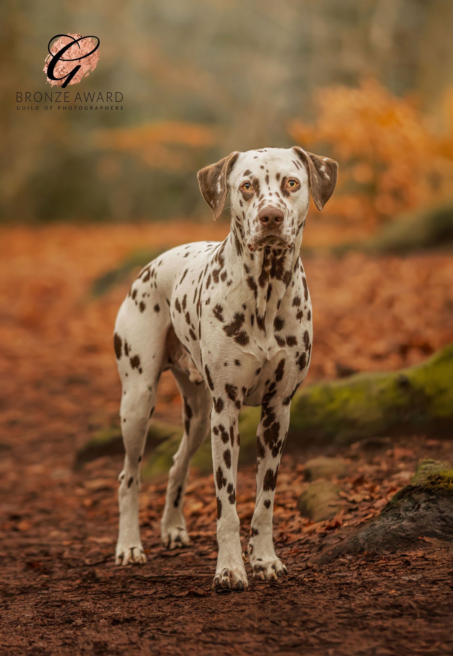 A stunning Dalmatian dog stands alert on an autumn trail with orange foliage in the background.