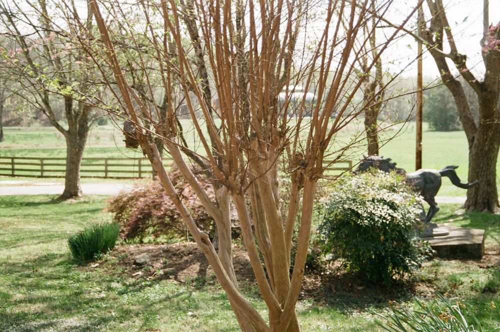 A crepe myrtle tree with multiple bare trunks stands in a landscaped garden with green lawn and shrubs in the background.