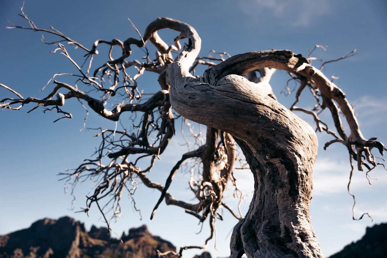 tronc d'arbre mort au pico ruivo à Madère