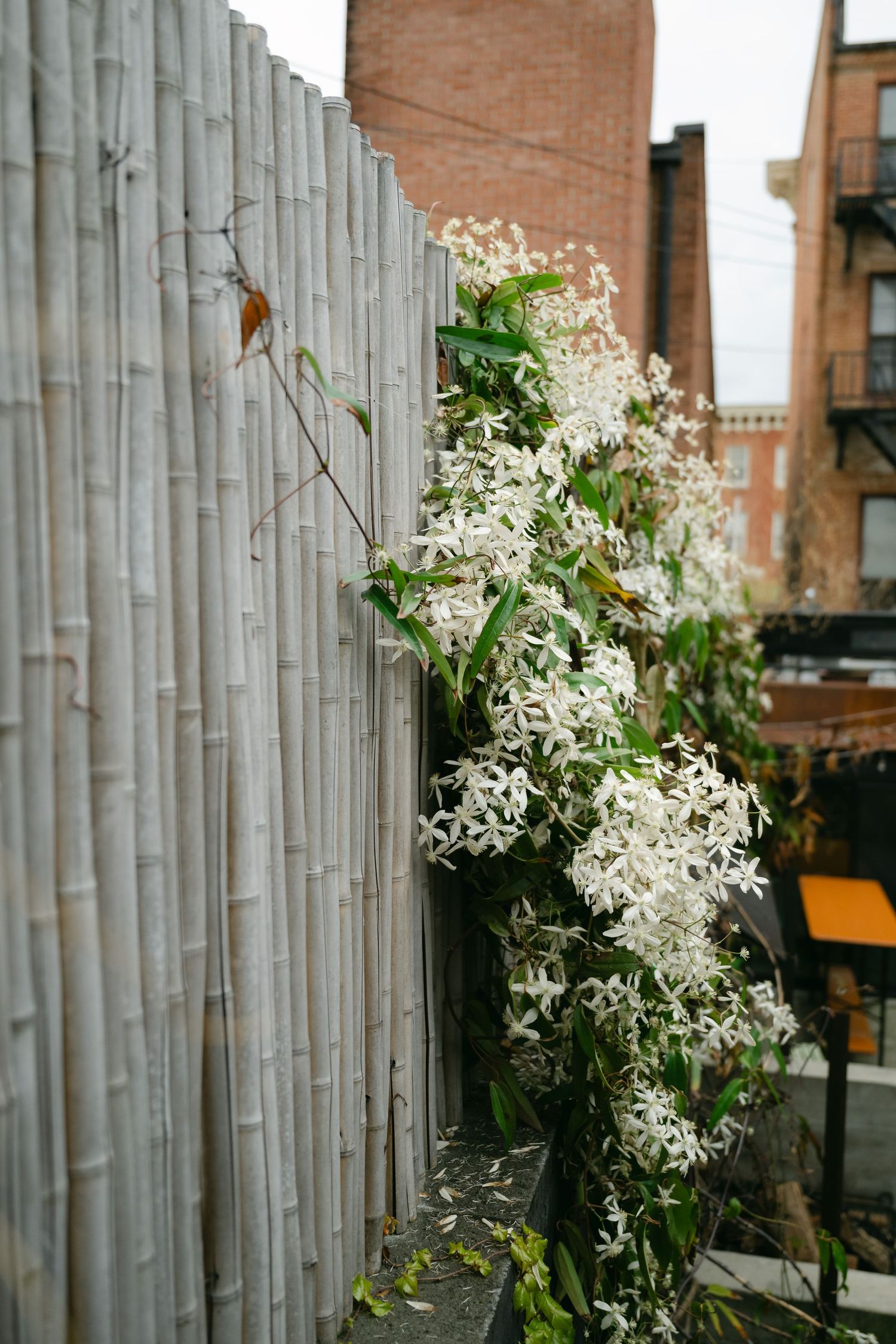 Delicate white flowering vine climbing up a bamboo fence against an urban brick building backdrop.