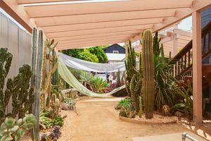 Desert garden path with tall cacti and white fabric draped overhead creating a romantic walkway.