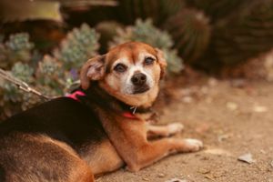 A sweet senior brown dog with red collar resting on the ground looking up at the camera.
