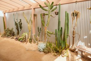 Desert garden display featuring tall cacti, succulents and decorative elements against a corrugated metal wall.