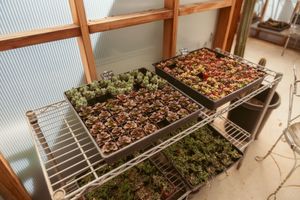 Metal shelving with growing plants and seedlings in a greenhouse environment.