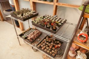 Rows of potted succulent plants arranged on metal storage shelves.