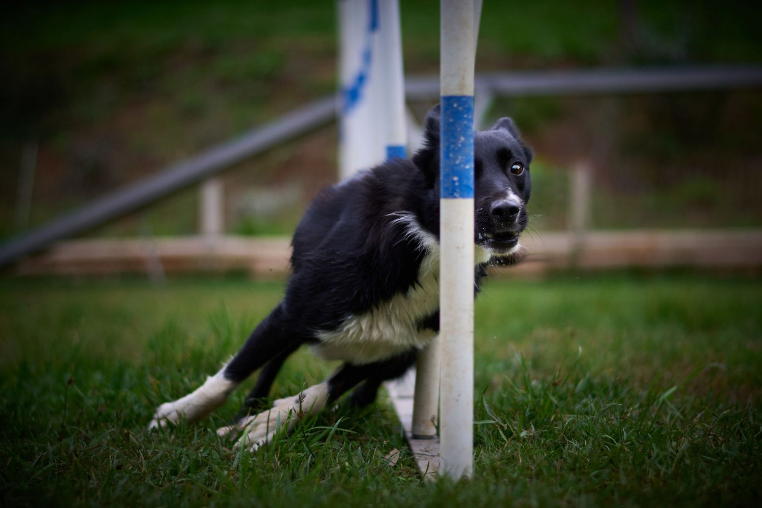 Tiree in action