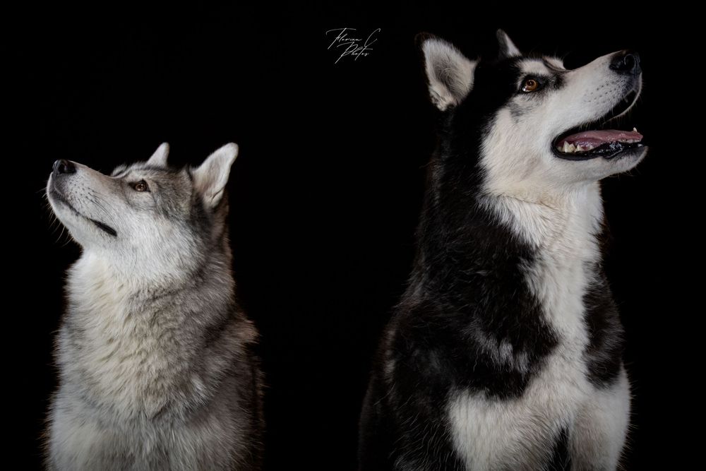 Chien / husky / duo / studio / noir