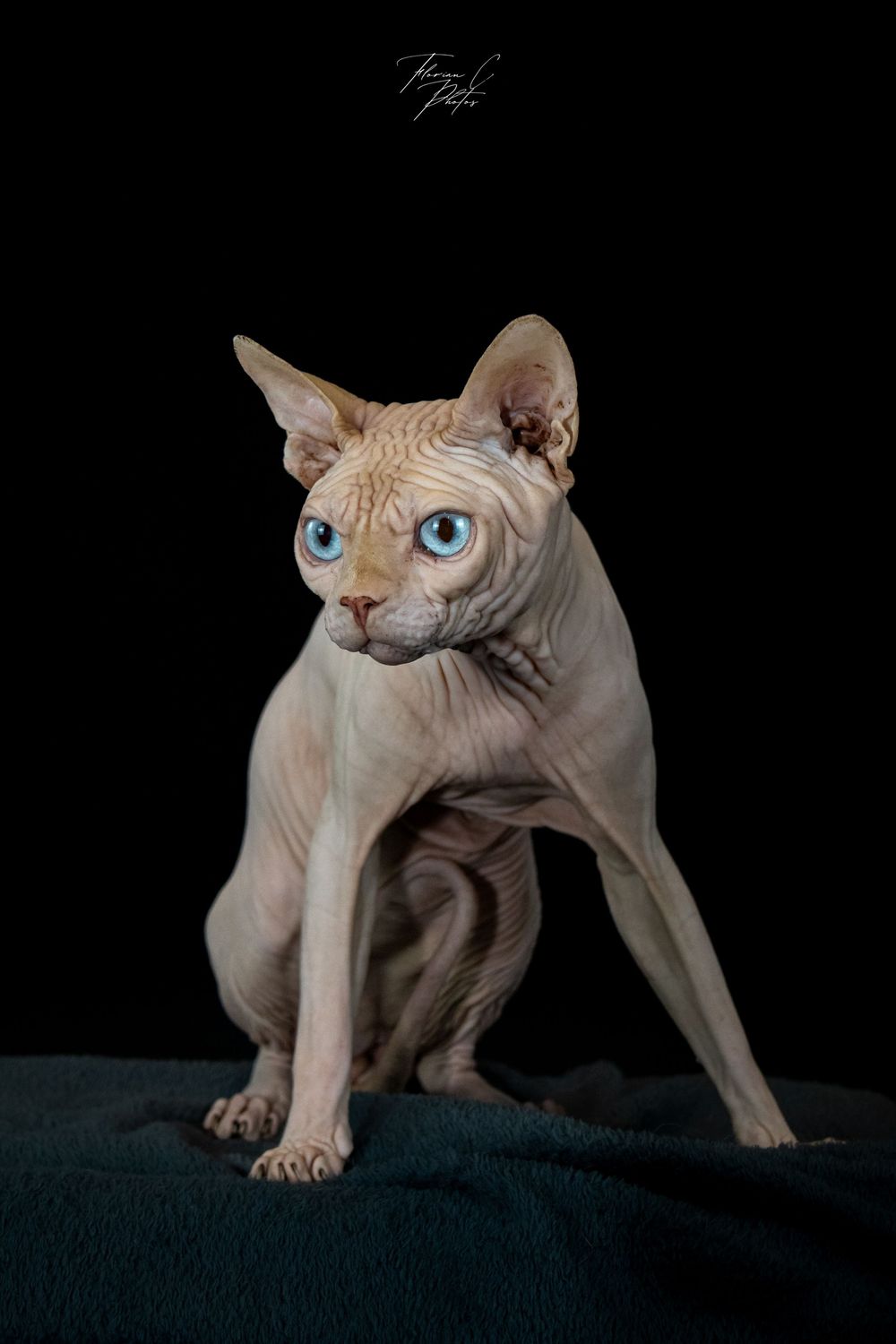 chat / sphynx / chat nu / yeux bleus / studio / noir