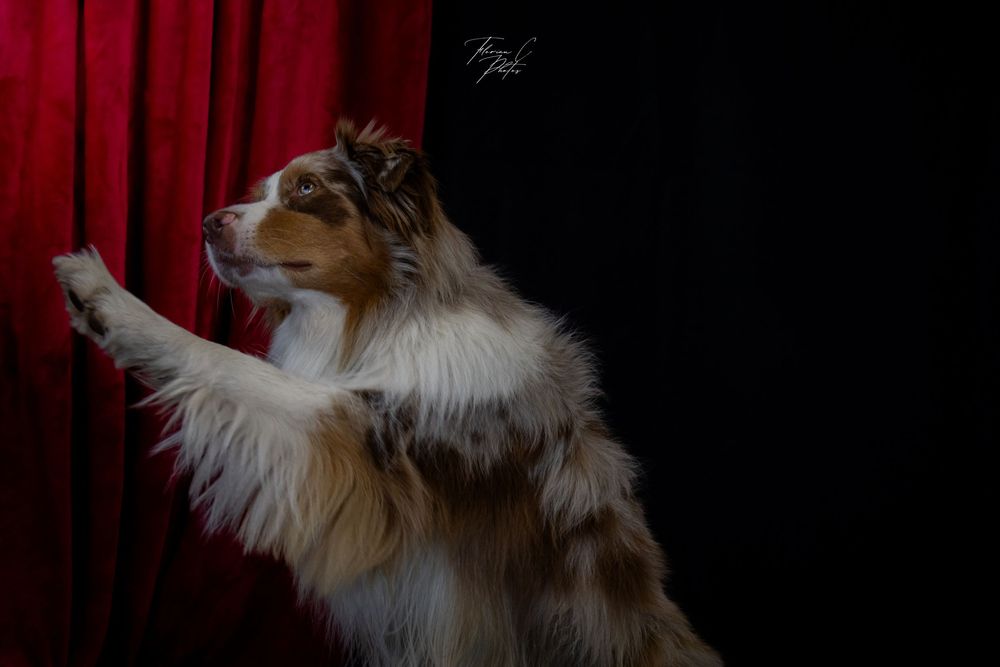 Chien / berger australien / studio / noir / rouge / théâtre