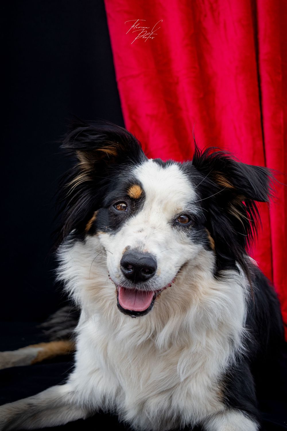 Chien / border collie / studio / noir / rouge / théâtre