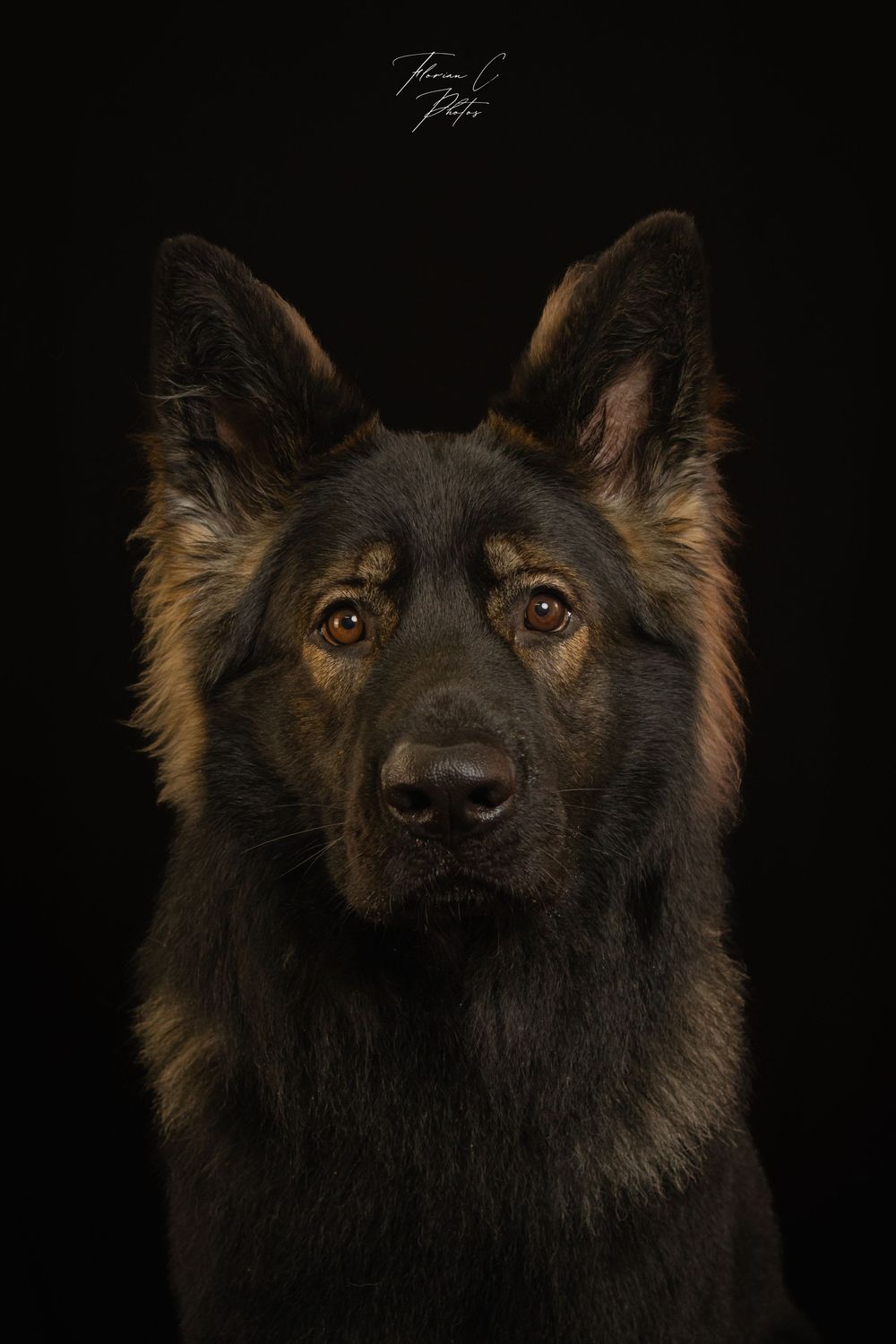AS / Altdeutscher Schäfferhund / Portrait / Photo / studio / noir