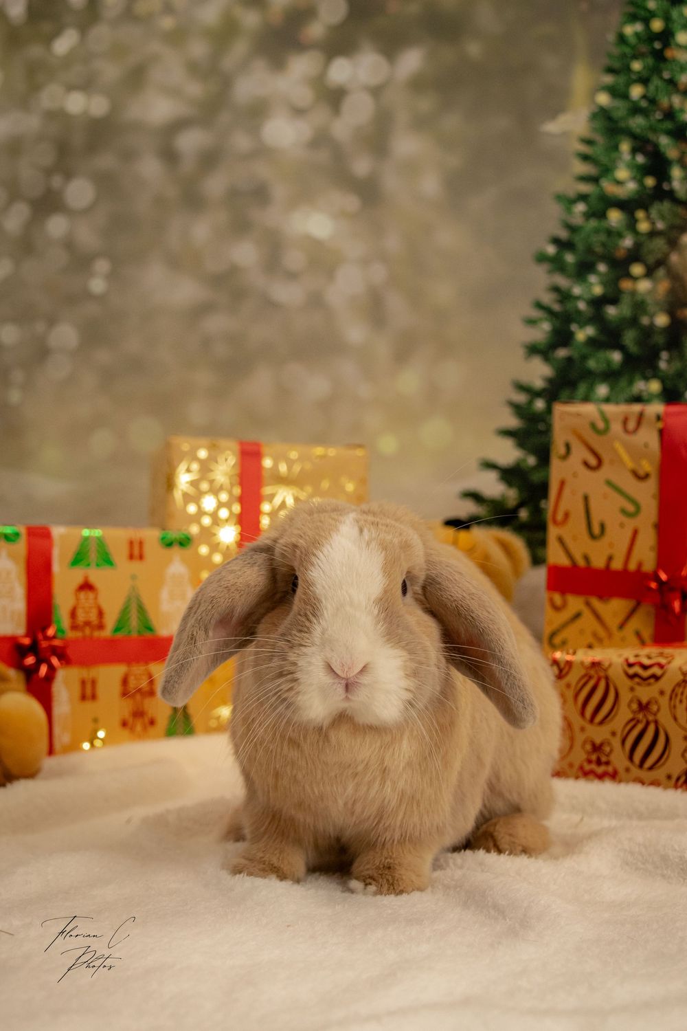 Lapin / noël / studio / photo / Alsace