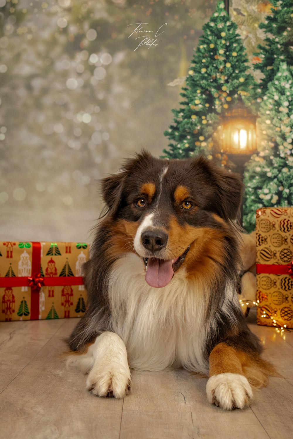 Chien / berger australien / Noël / studio / photo / alsace