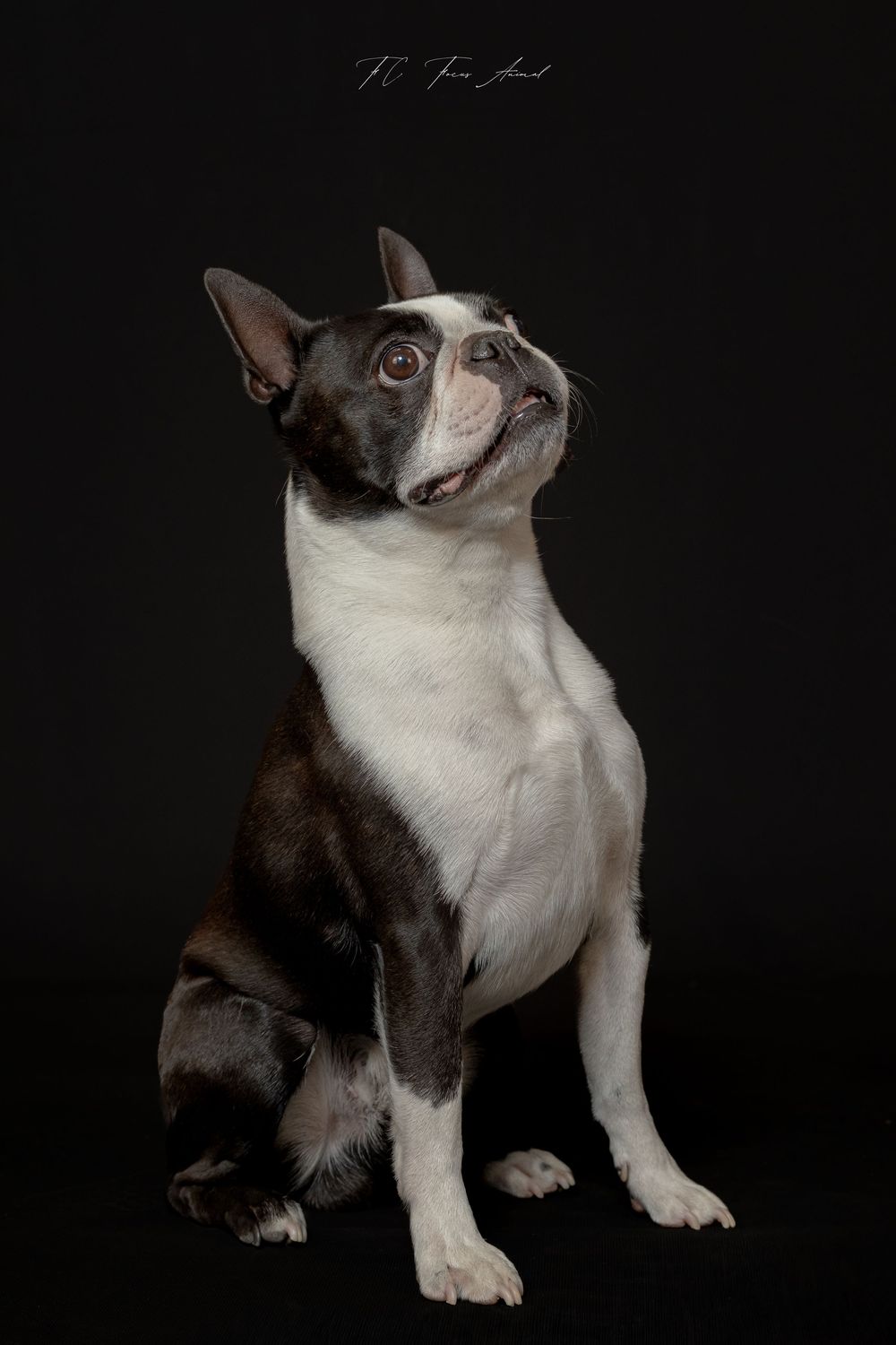 Chien / Studio Photo / Fond noir