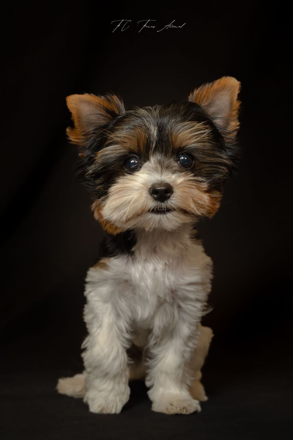 Chien / Chiot / Studio Photo / Fond noir / Alsace