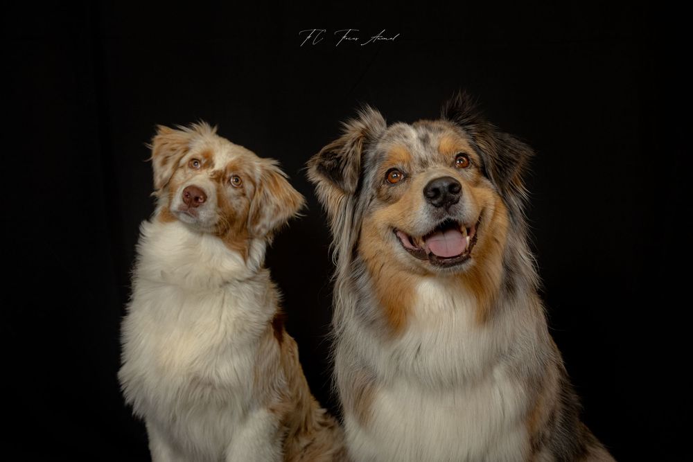 Chien / Berger australien / Studio photo / fond noir
