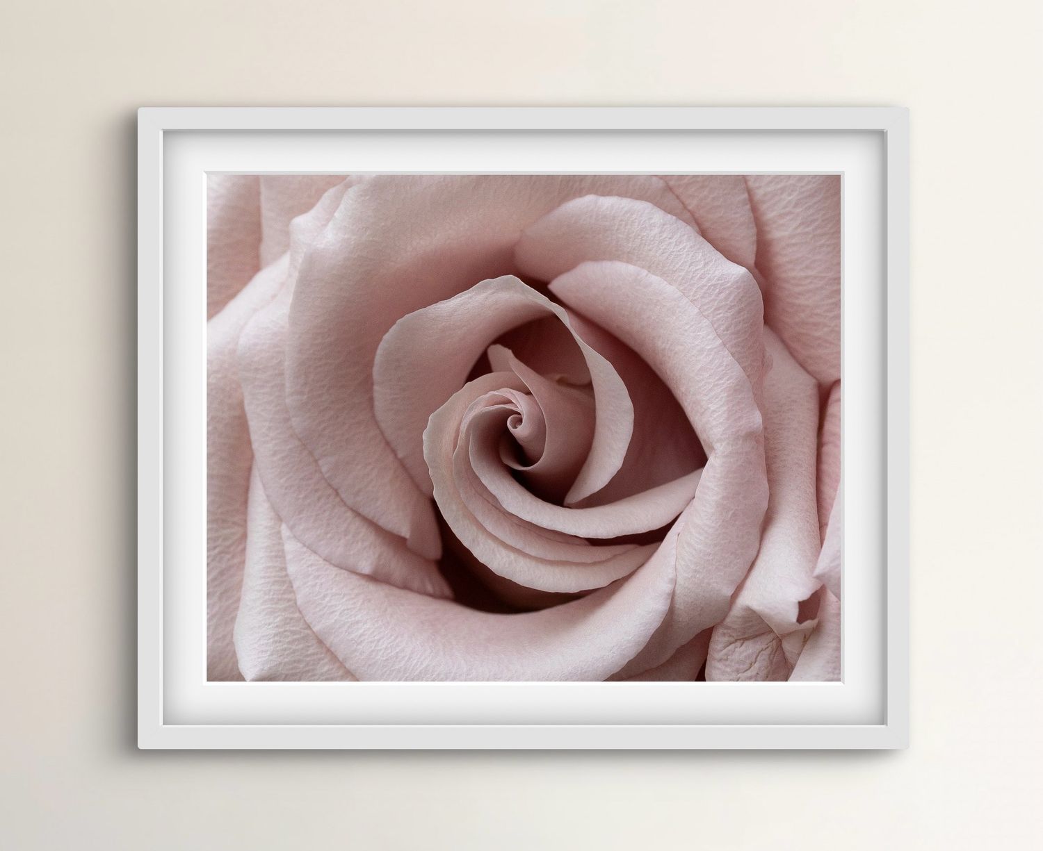 Fine art photographic print of a soft pink rose in macro detail