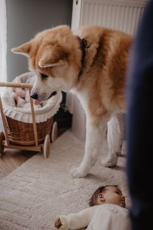 Large fluffy dog curiously peering at a baby lying on a carpeted floor.