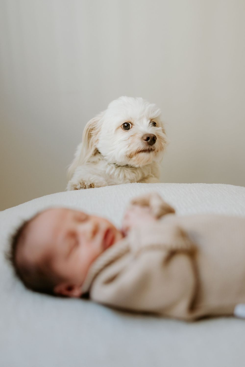 Newborn baby in cozy knitwear with family dog during an in-home photography session in Adelaide