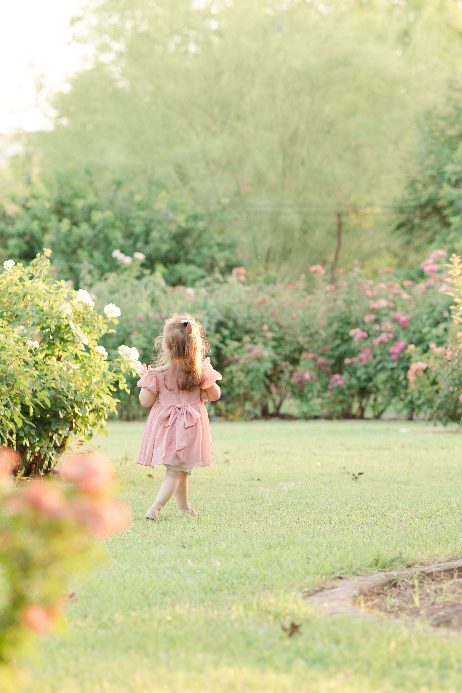 Toddler girl in a pink dress walking away into a Rose Garden in Mesa, Arizona